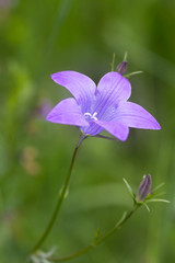Fototapeta premium artistic portait with bokeh background of a bell flower (campanula) in a mountain meadow