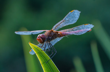 macro of a red dragonfly