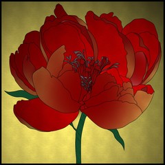 red flower on white background