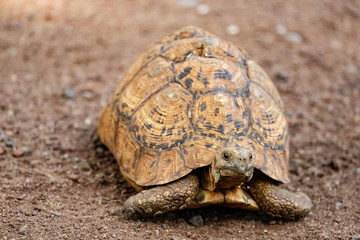 Munching tories © Thomas