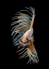 Betta fish Fight in the aquarium