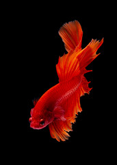 Fototapeta premium Betta fish Fight in the aquarium