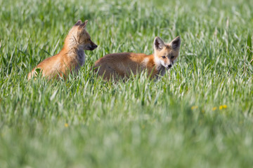 Cute Fox Kits Play fighting and Watching curiously