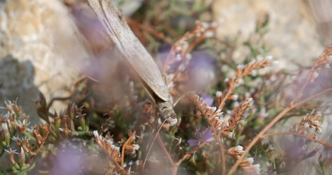 A butterfly from Telascica Nature Park