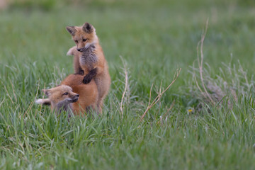 Cute Fox Kits Play fighting and Watching curiously