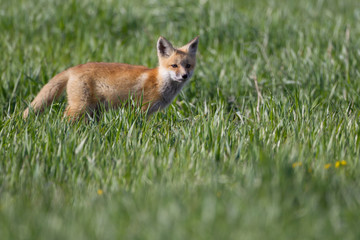 Cute Fox Kits Play fighting and Watching curiously