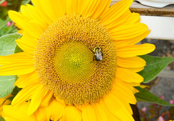 Yellow sunflower with bumblebee.  Close-up