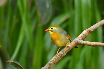 Obraz premium The outdoor fringillidae birds in the park