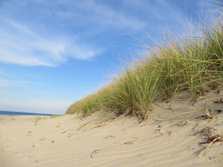 Marram grass on the beach at Cedar Point County Park in East Hampton, Long Island, New York
