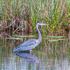 Great Blue Heron and its reflection in Anhinga trail area.Everglades National Park.Florida.USA