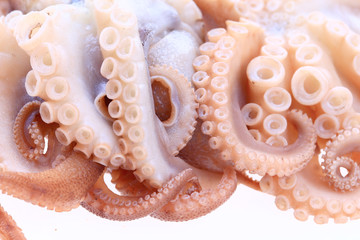 Octopus on a white background