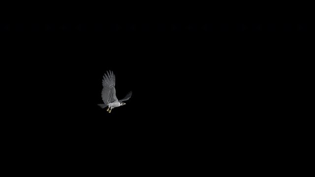 Peregrine falcon (Duck Hawk) flying round over screen. Realistic 3D animation related to nature, birds, animals, fantasy and magic. Isolated with alpha channel transparency.