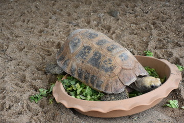 Obraz premium river box turtle on the tree,long life animal,animal show