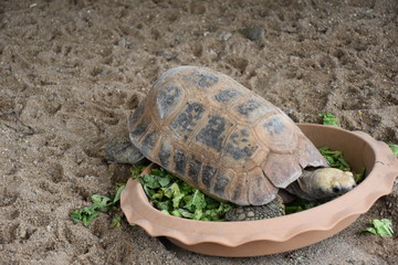 Obraz premium river box turtle on the tree,long life animal,animal show
