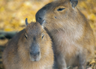 Close up portrait of a cute baby capybara (Hydrochoerus hydrochaeris) with mother in the zoo, selective focus