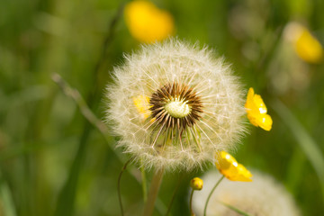 dandelion (taraxacum) blowball and meadow buttercup (ranunculus acris)