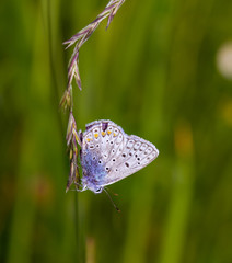 macro of a polyommatus icarus (common blue) butterfly hanging on a blade of grass; blurred bokeh...