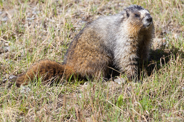 Hoary Marmot in the Canadian Rockies