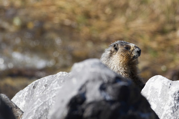 hoary marmot