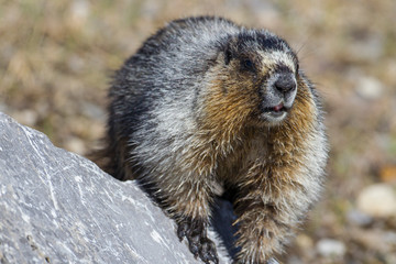 Hoary Marmot in the Canadian Rockies