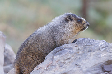 Hoary Marmot in the Canadian Rockies