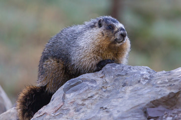 Hoary Marmot in the Canadian Rockies