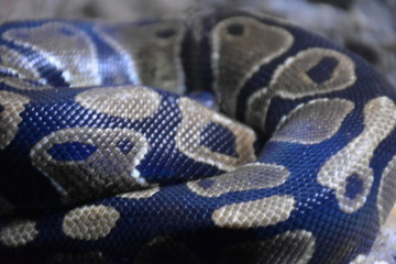 Obraz premium snake on the tree with closeup snakeskin 