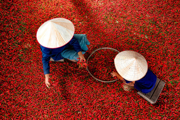 A picture of a mother and a girl who store chili in a basket Red pepper harvest season in Asia
