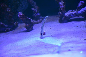 spotted garden eel under water ocean 