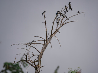 Magpies flocking on a branch