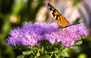 Butterfly, flower sunset