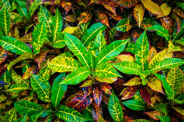 Colorful croton leaves (croton plant) for background, Codiaeum variegatium (L.)