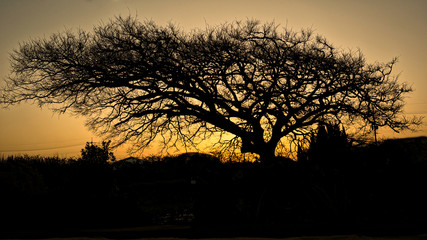 Fototapeta na wymiar The silhouette of the sunset tree