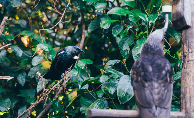 The Beautiful New Zealand Tui Brid