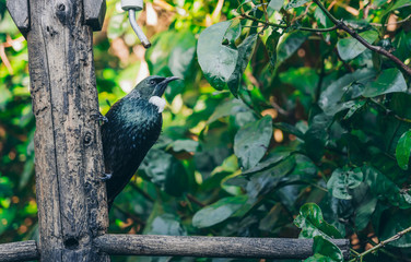 The Beautiful New Zealand Tui Brid
