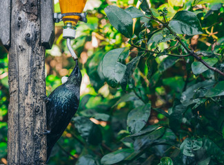 The Beautiful New Zealand Tui Brid