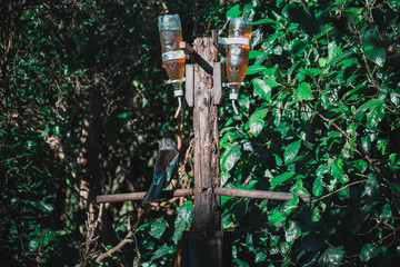 The Beautiful New Zealand Tui Brid