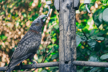 Kaka brid in New Zealand