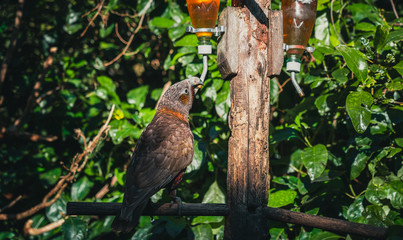 Kaka brid in New Zealand