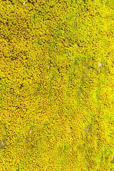 Green Leaves texture background wallpaper- Image