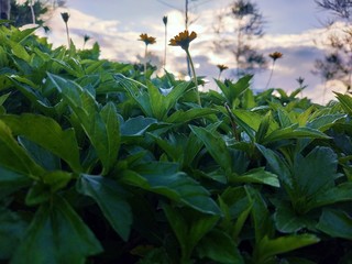 Sun flower and Grass