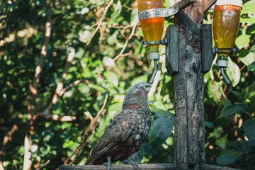 Kaka brid in New Zealand