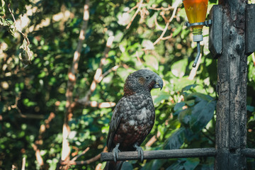 Kaka brid in New Zealand