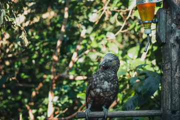 Kaka brid in New Zealand