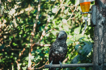 Kaka brid in New Zealand