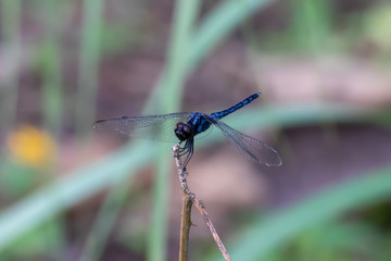 blue dragonfly on a leaf