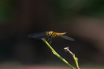 dragonfly on a leaf