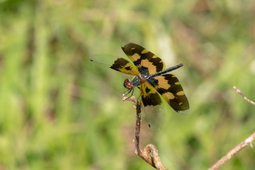 dragonfly on branch