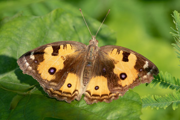 Obraz premium butterfly on a leaf