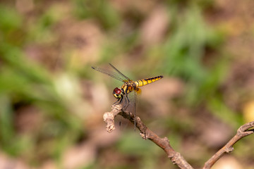 yellow dragonfly on a branch